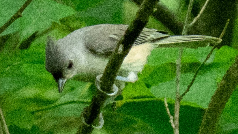 Tufted Titmouse - ML638292983