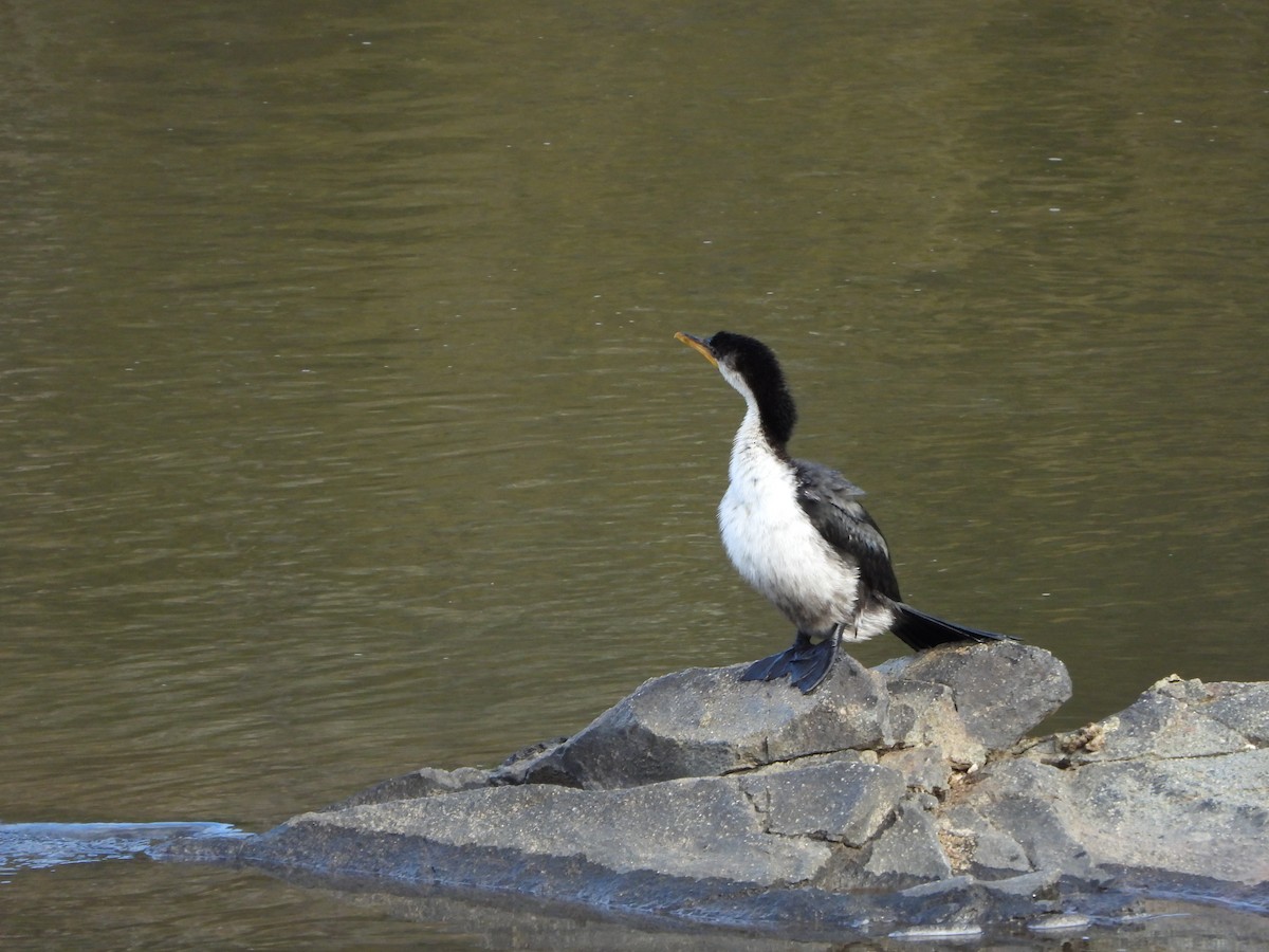 Little Pied Cormorant - ML638292984