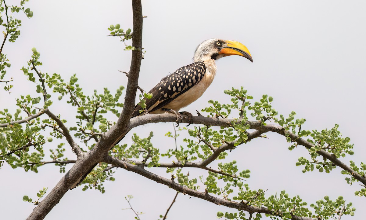 Eastern Yellow-billed Hornbill - ML638292993