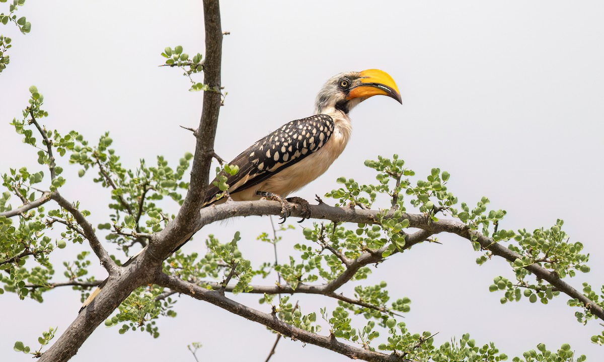 Eastern Yellow-billed Hornbill - ML638292994