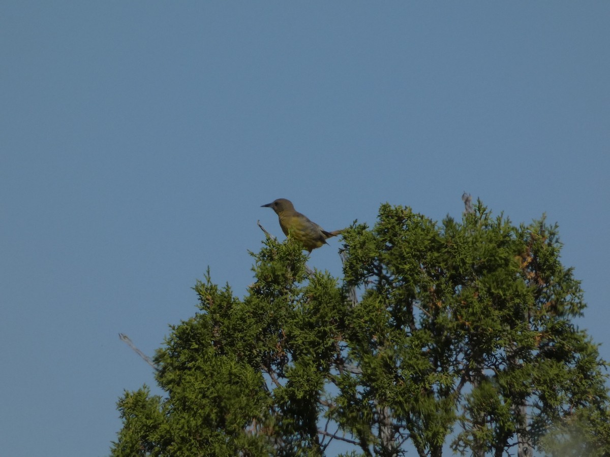 Scott's Oriole - ML638293007
