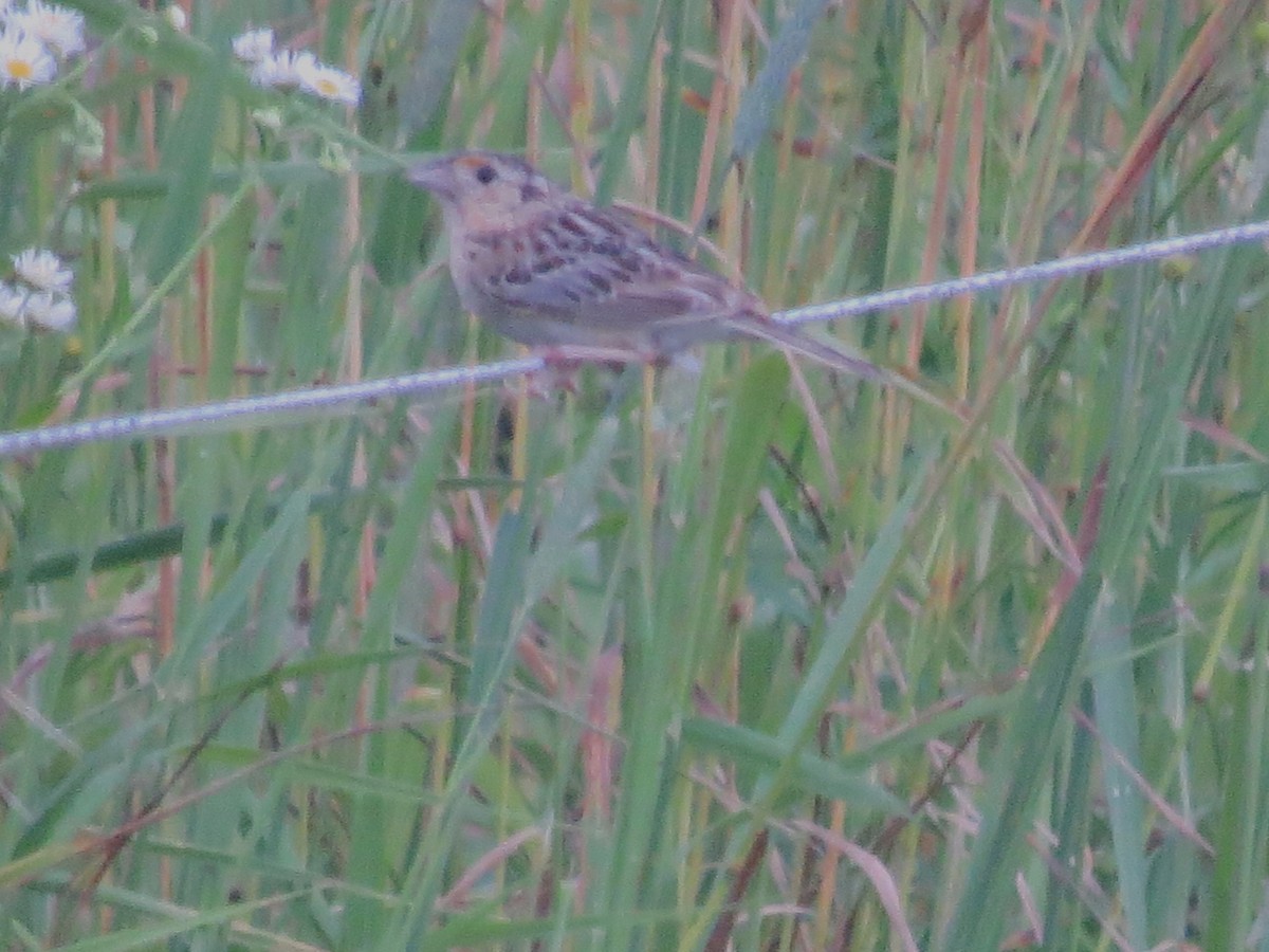 Grasshopper Sparrow - ML638293009