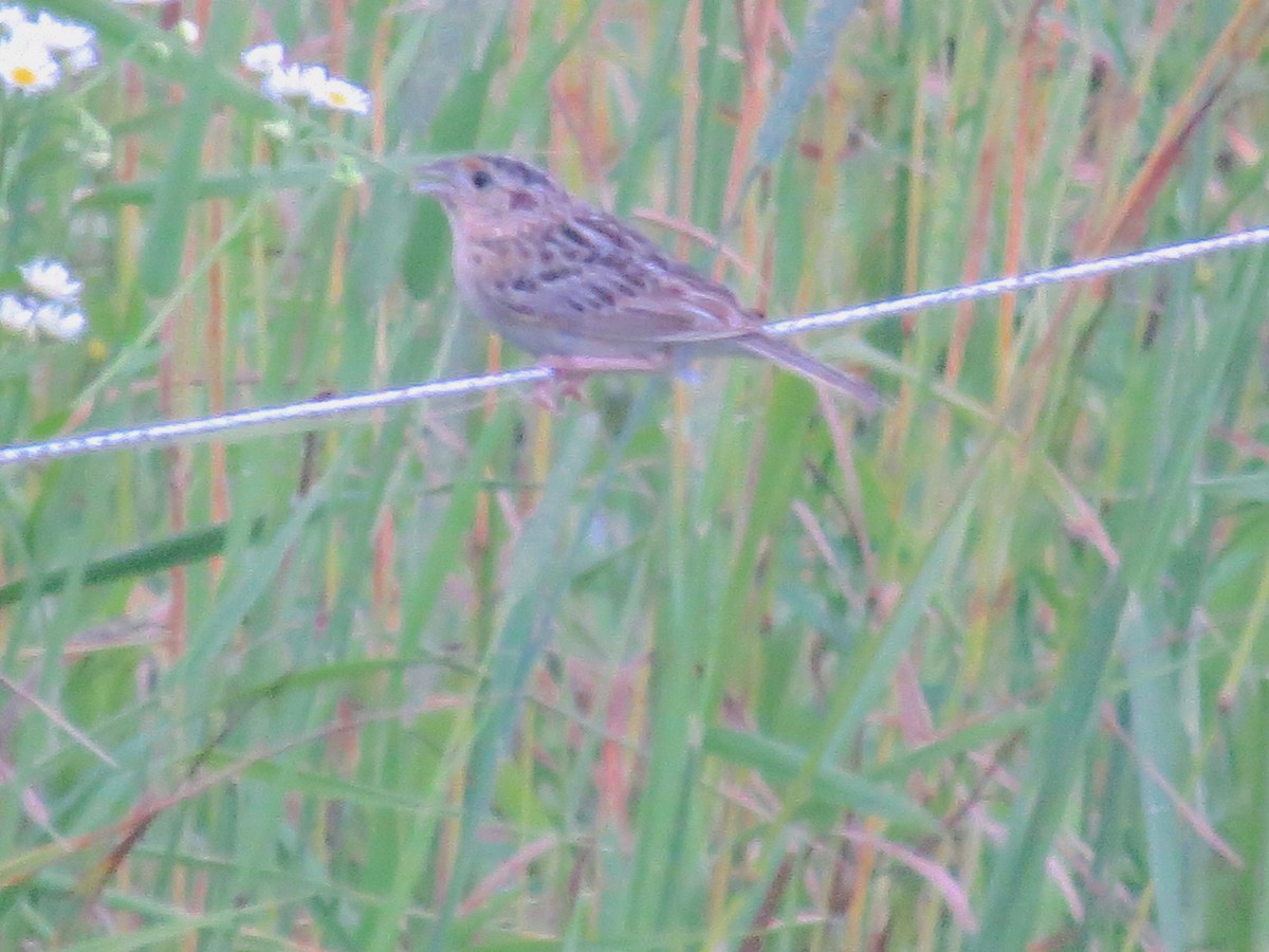 Grasshopper Sparrow - ML638293011