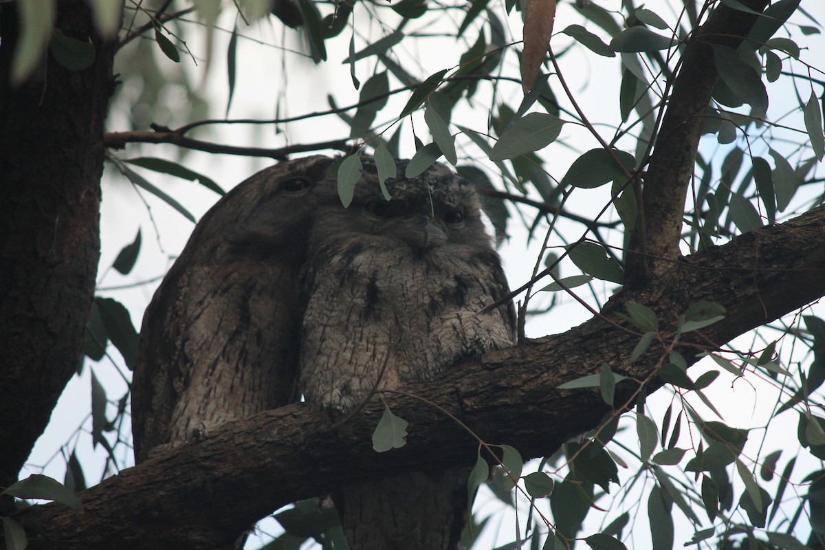 Tawny Frogmouth - ML638293012