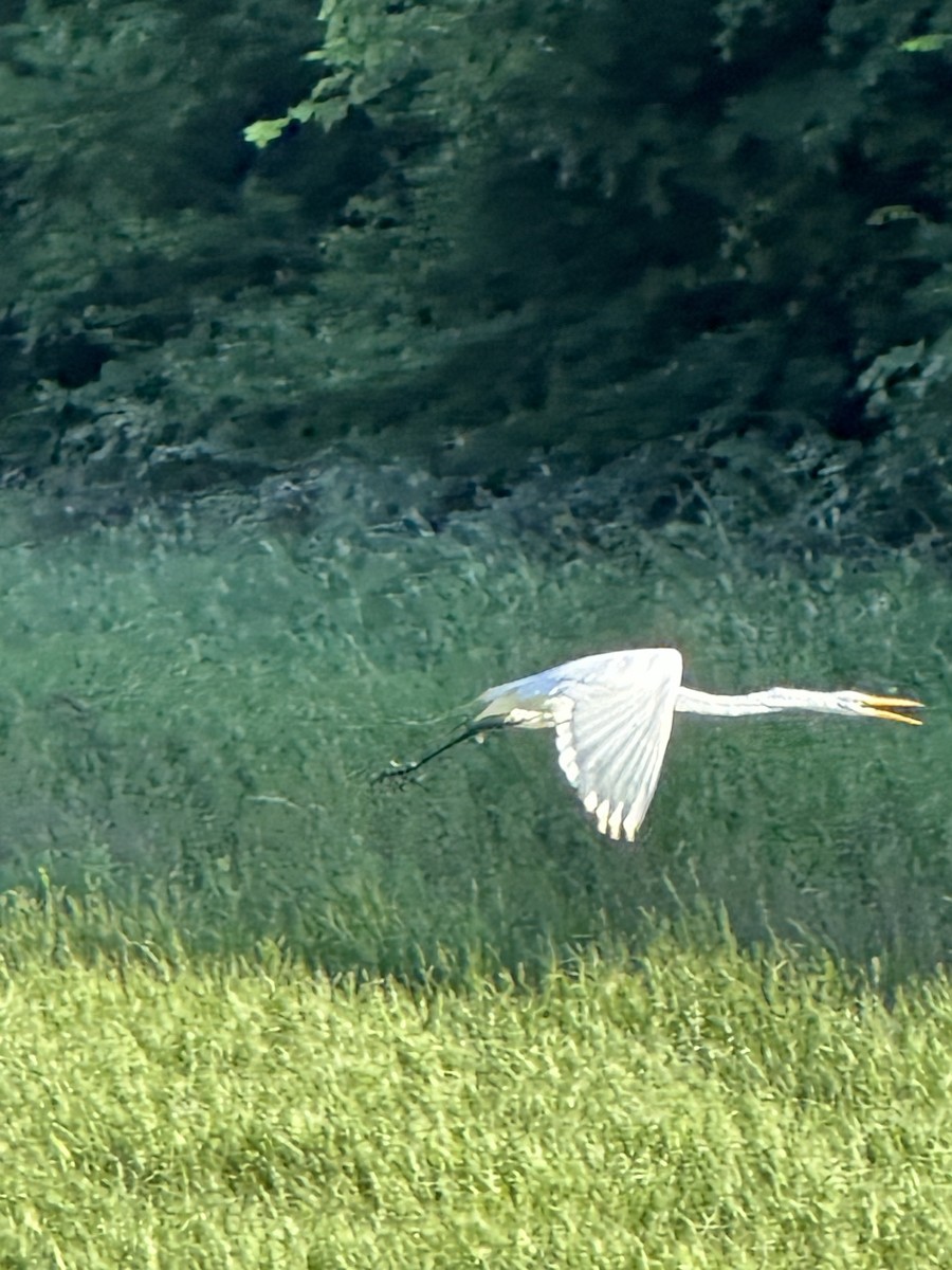 Great Egret - ML638293018