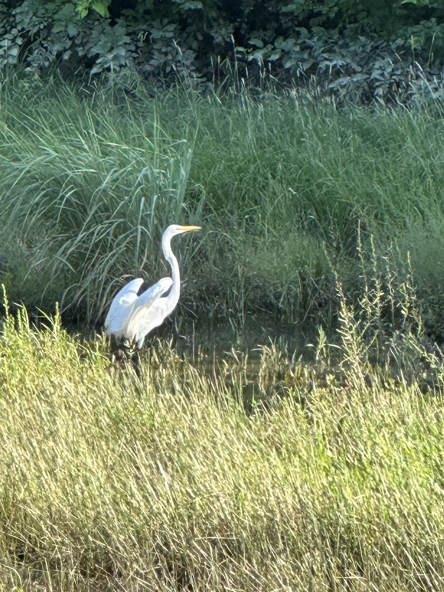 Great Egret - ML638293022