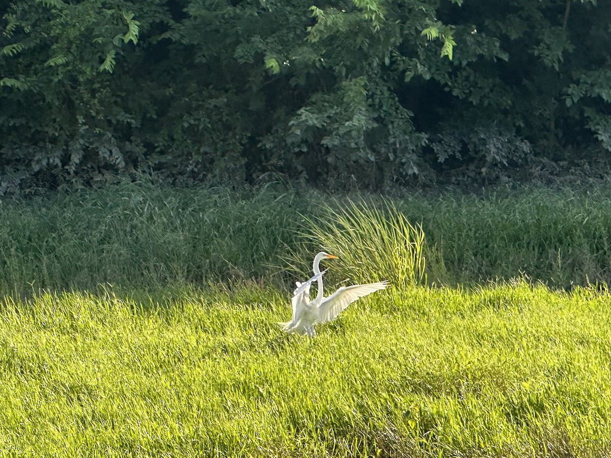 Great Egret - ML638293023