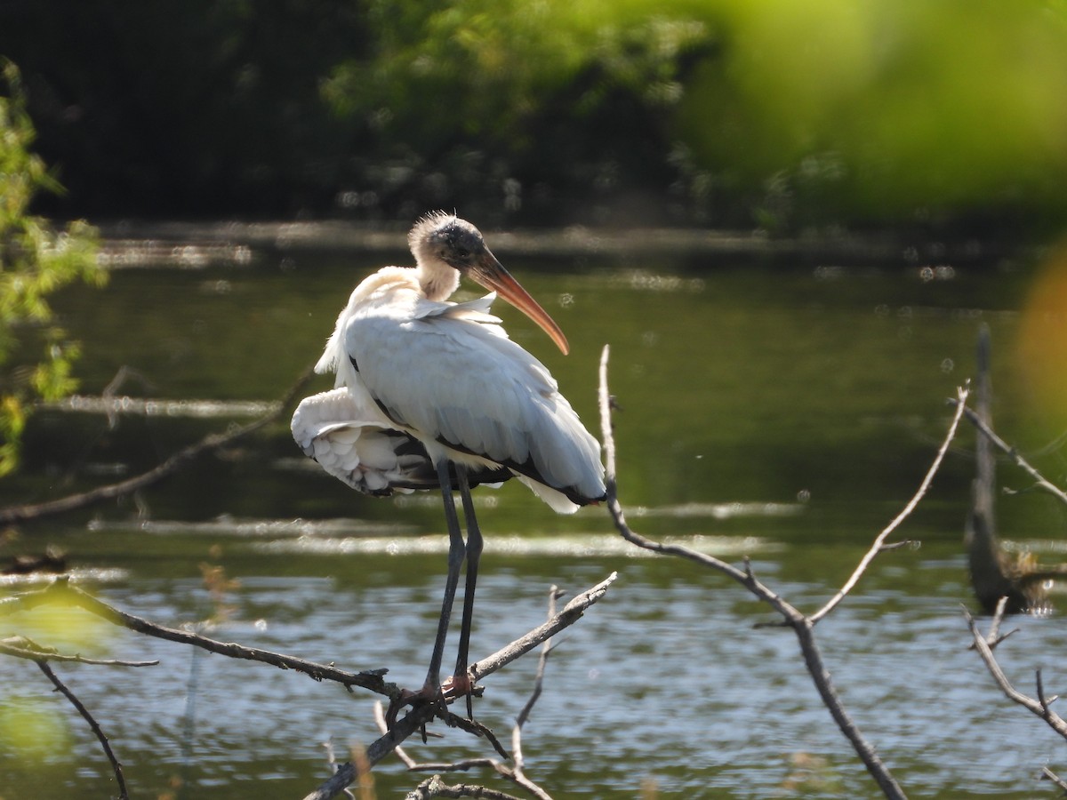 Wood Stork - ML638293032