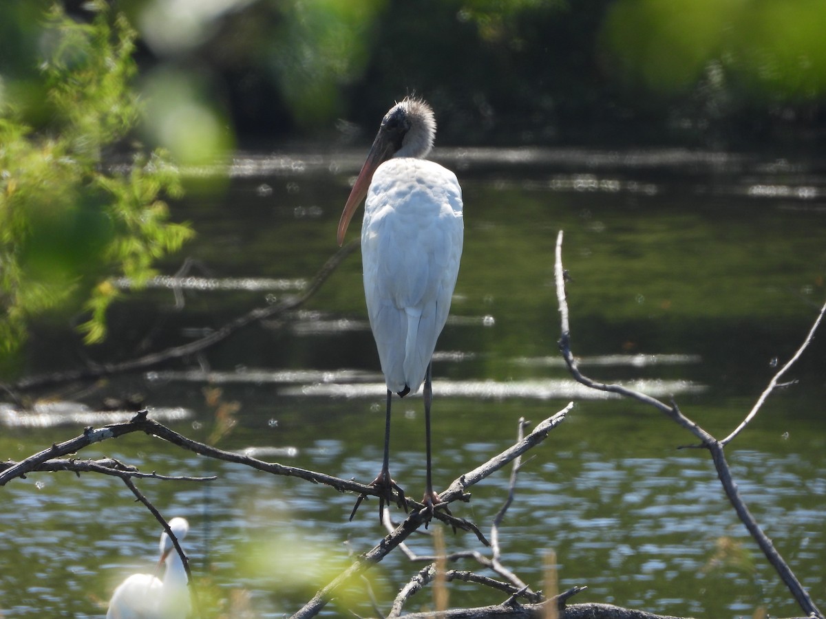 Wood Stork - ML638293033
