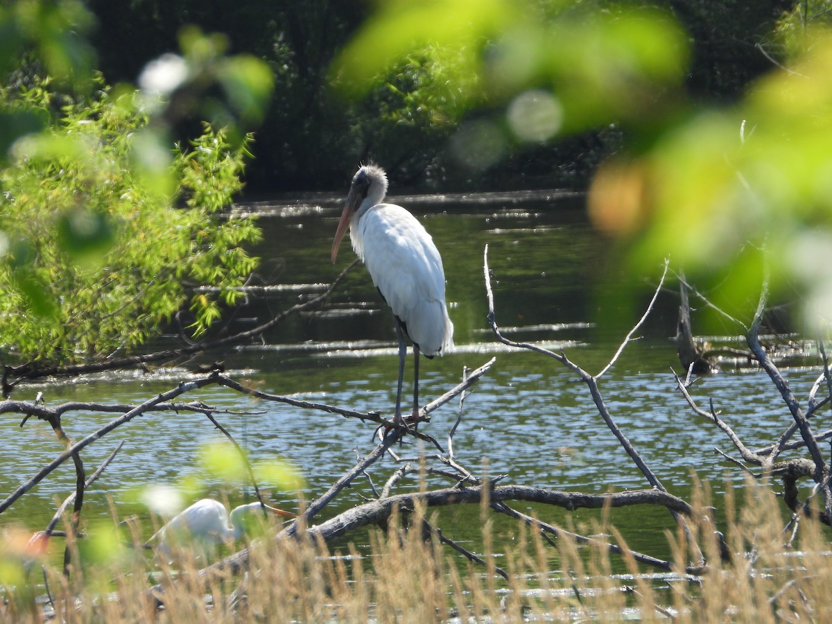 Wood Stork - ML638293035
