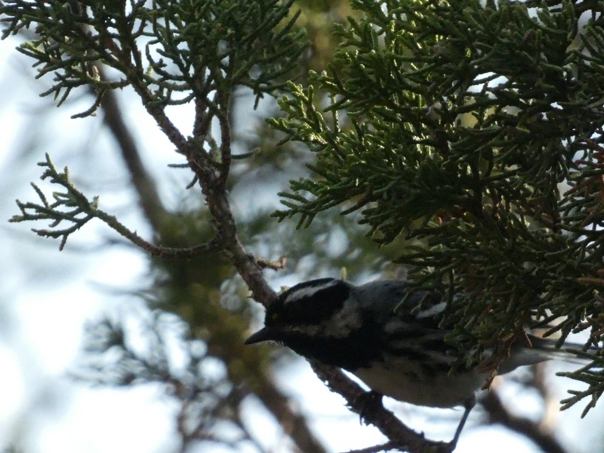 Black-throated Gray Warbler - ML638293041