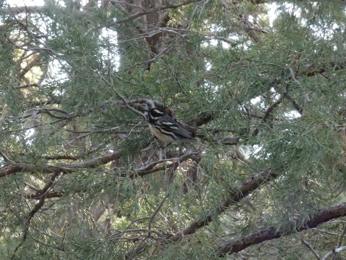 Black-throated Gray Warbler - ML638293042