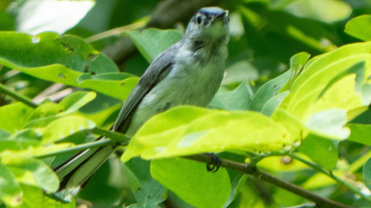 Blue-gray Gnatcatcher - ML638293043