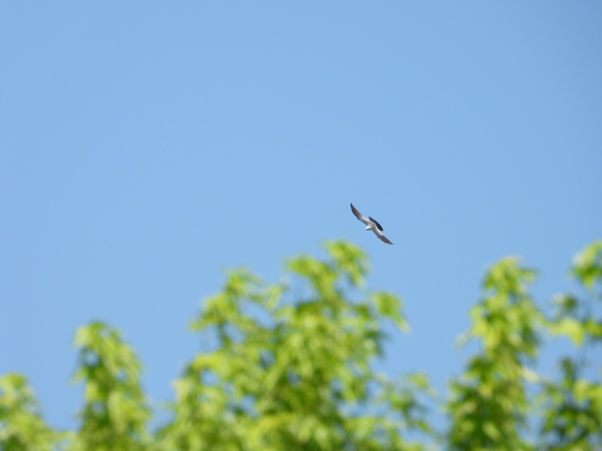 Mississippi Kite - ML638293044