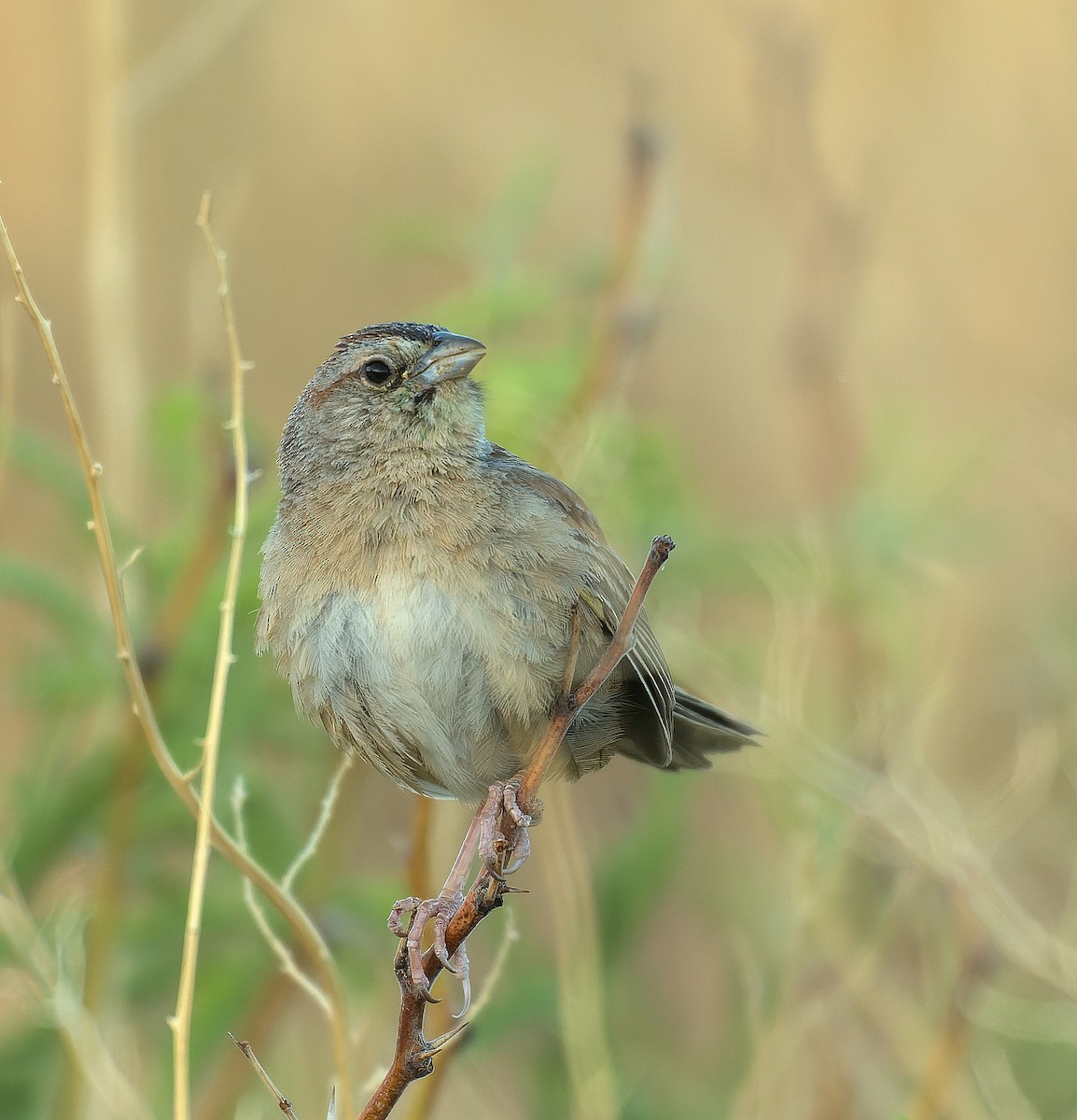 Botteri's Sparrow - ML638293045