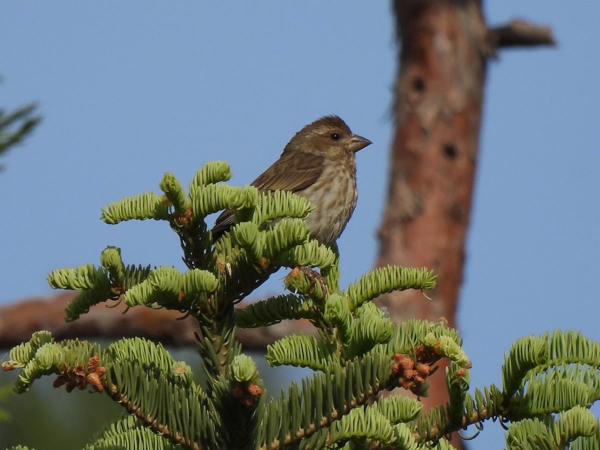 Purple Finch - ML638293046