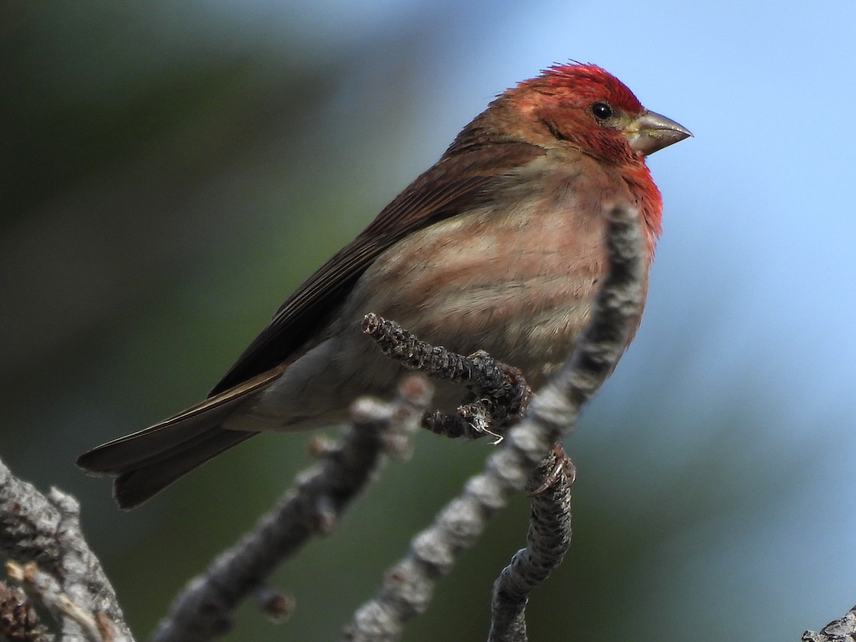 Purple Finch - ML638293047