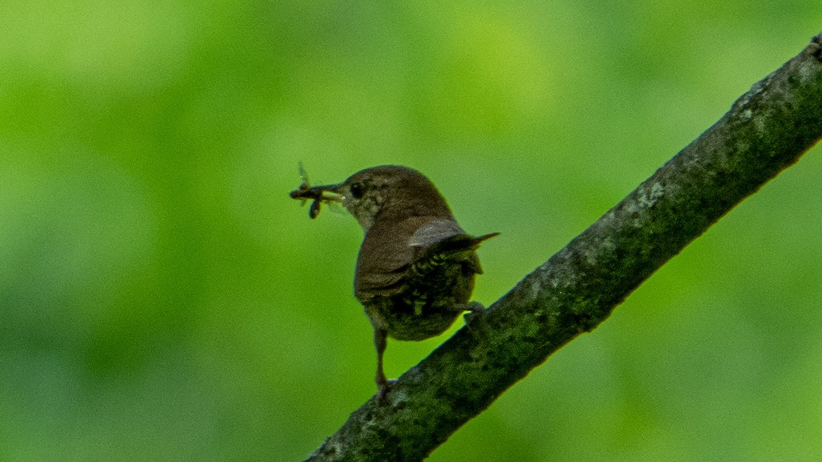 Northern House Wren - ML638293048