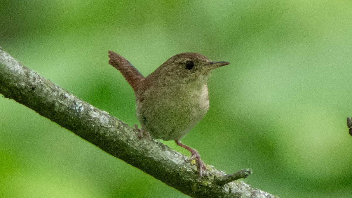 Northern House Wren - ML638293049