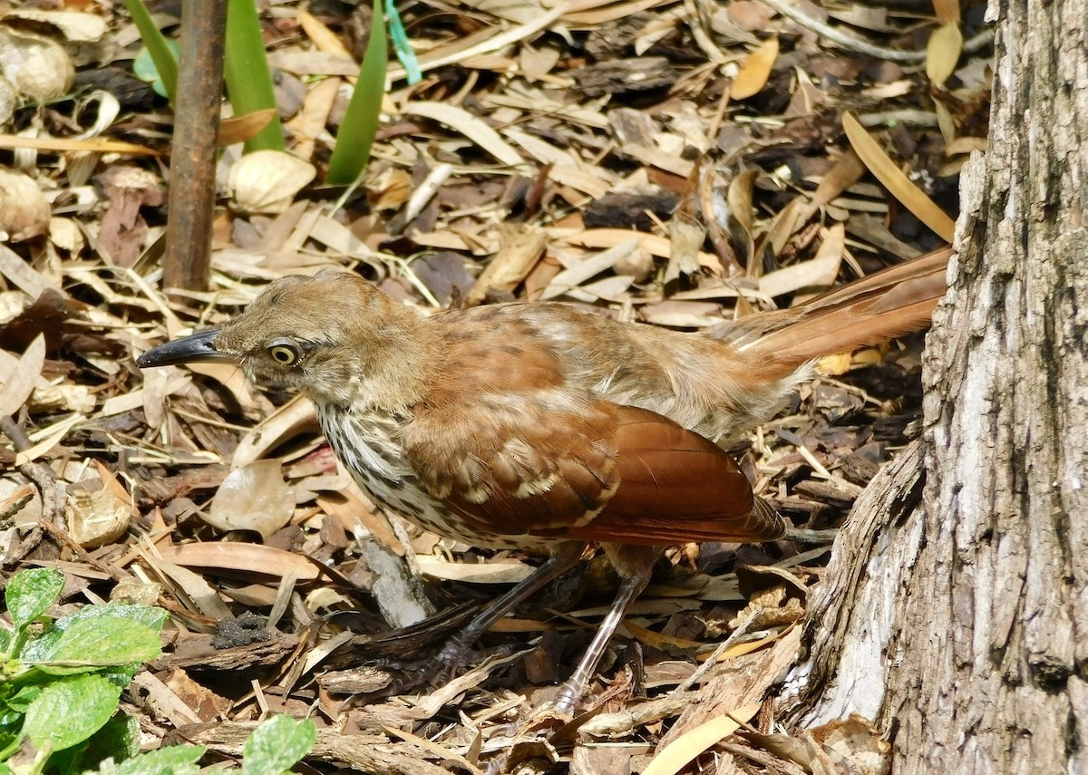 Brown Thrasher - ML638293050
