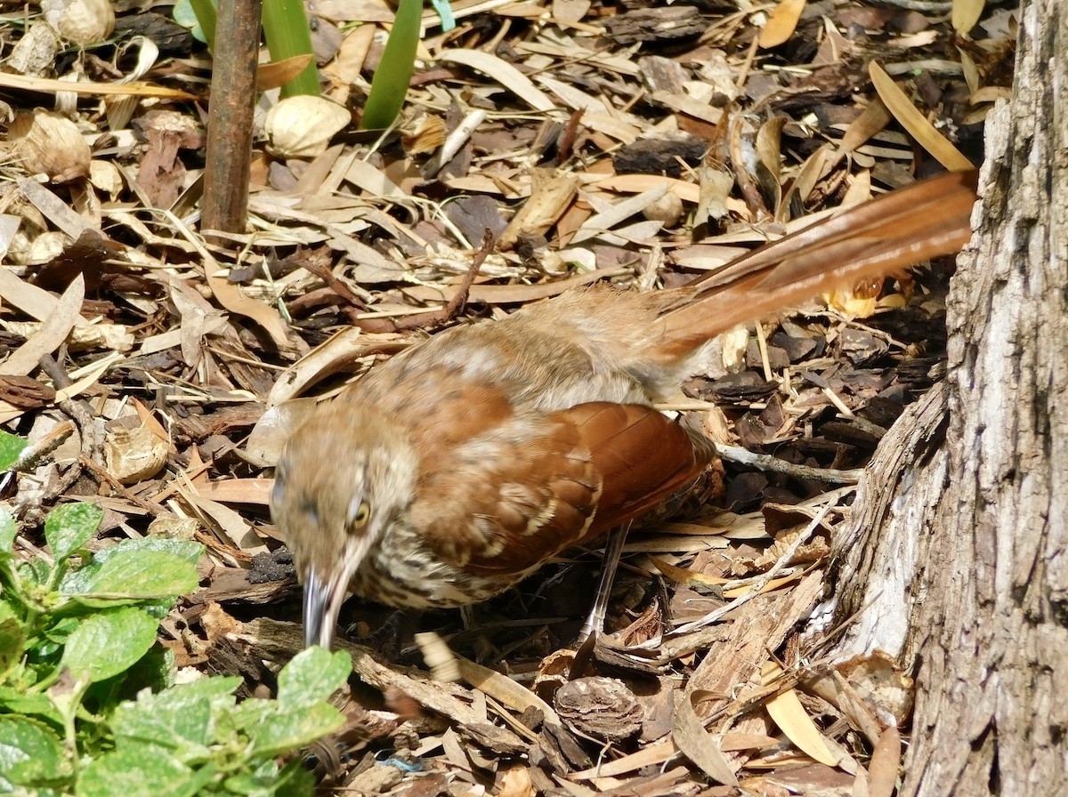 Brown Thrasher - ML638293051