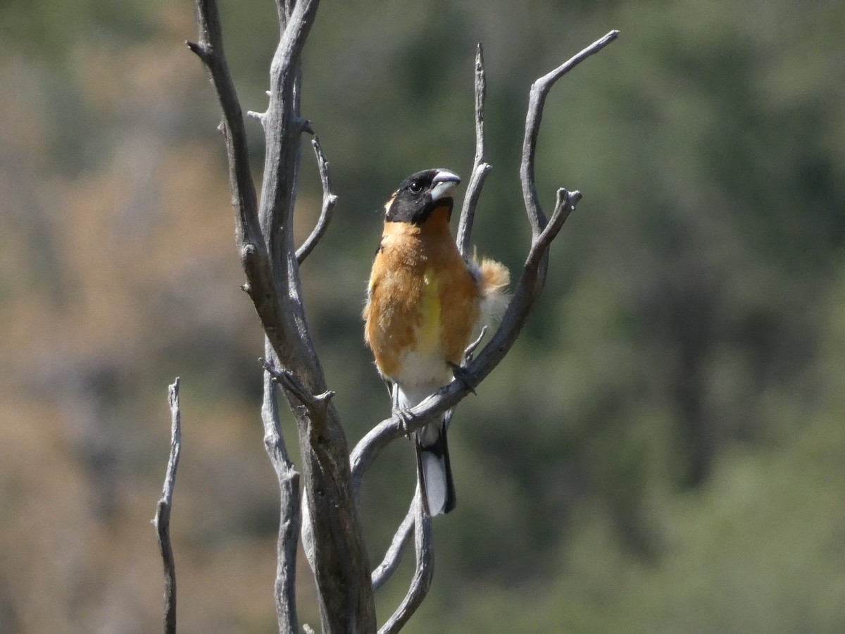Black-headed Grosbeak - ML638293053