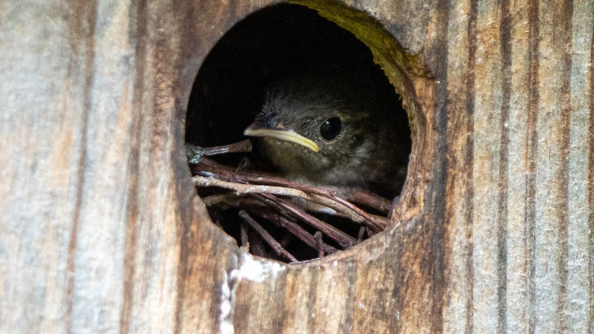 Northern House Wren - ML638293064
