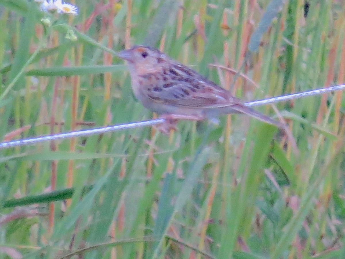 Grasshopper Sparrow - ML638293066