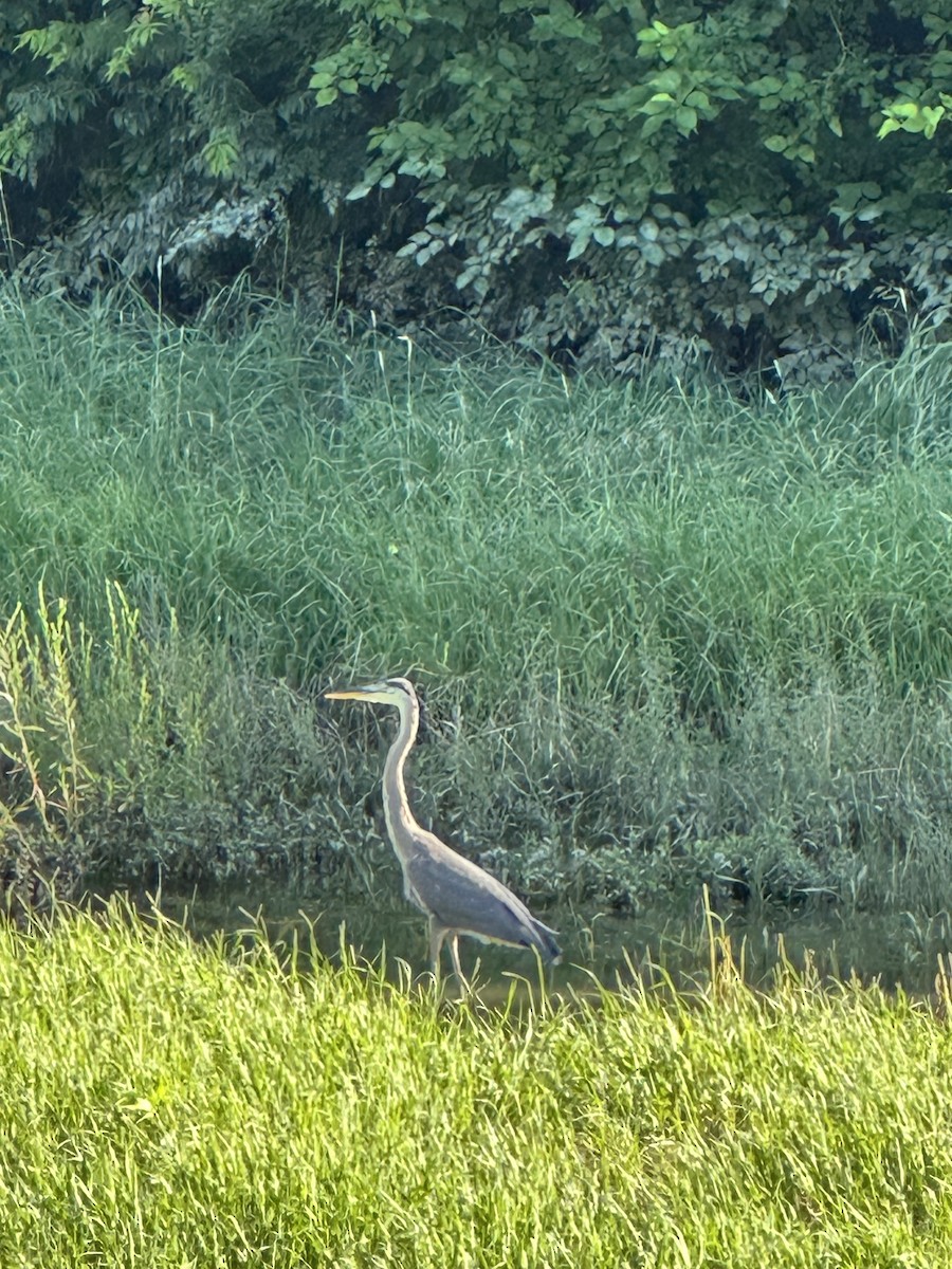 Great Blue Heron - ML638293067
