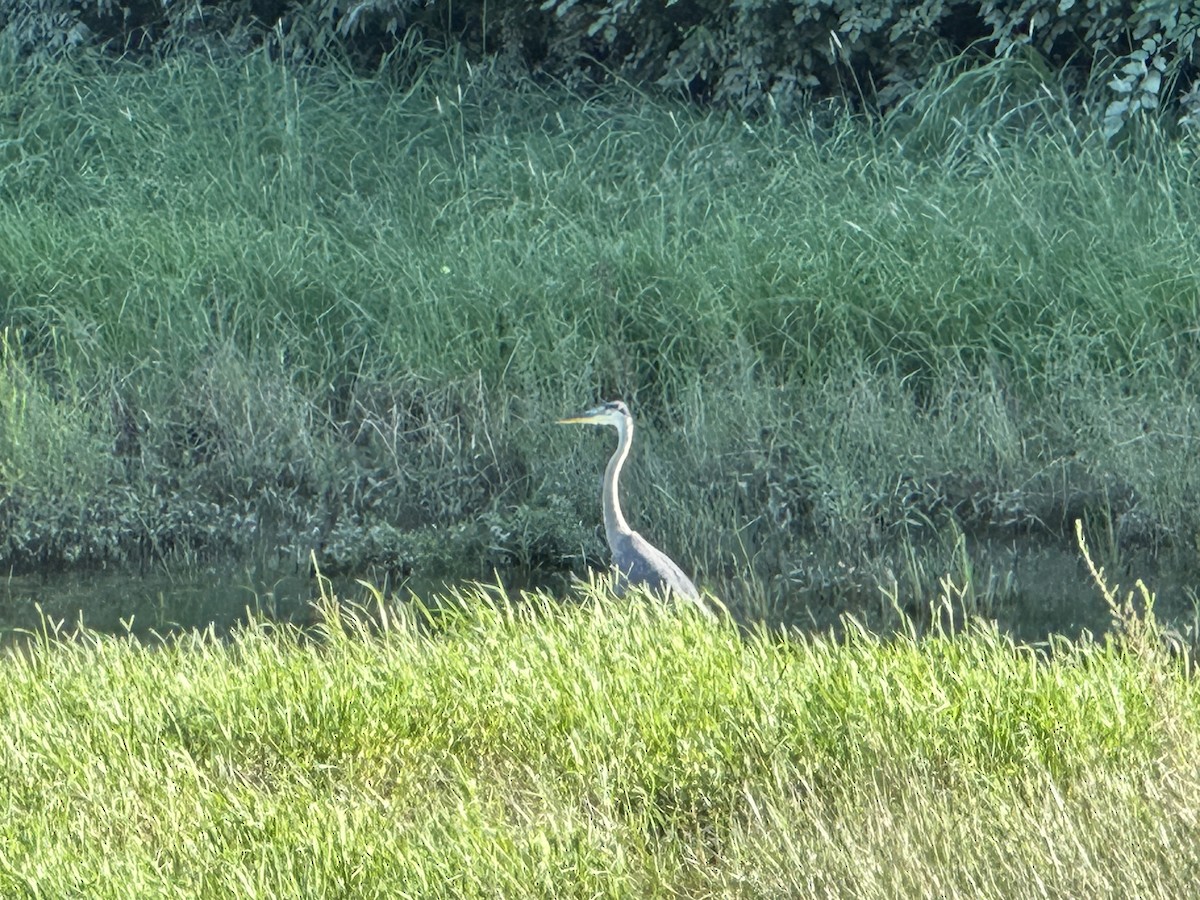 Great Blue Heron - ML638293068