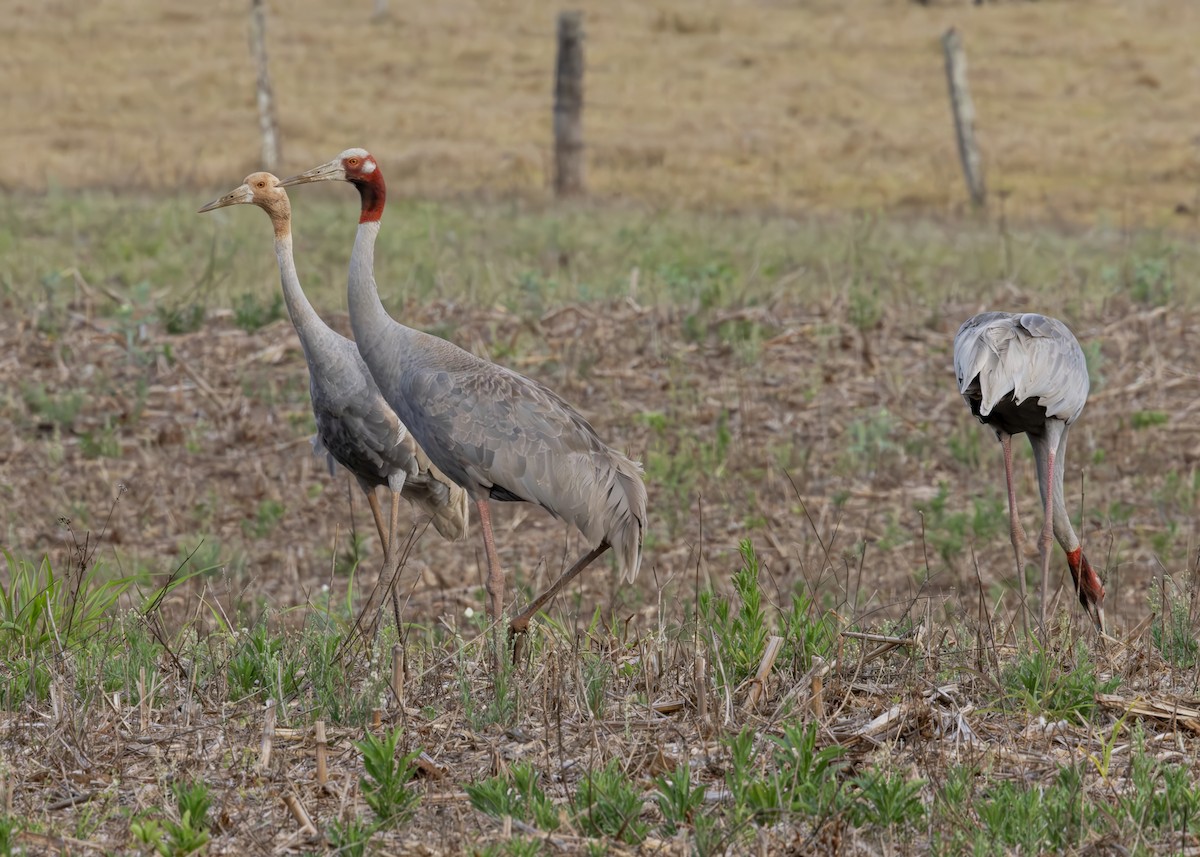 Sarus Crane - ML638293072