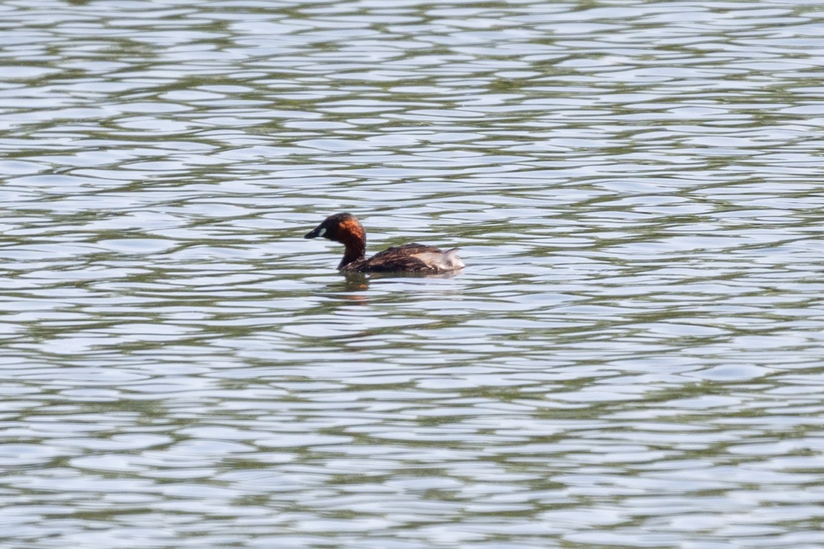 Little Grebe - ML638293074