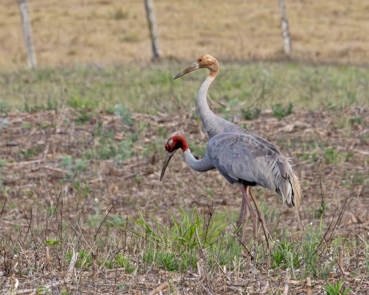 Sarus Crane - ML638293077