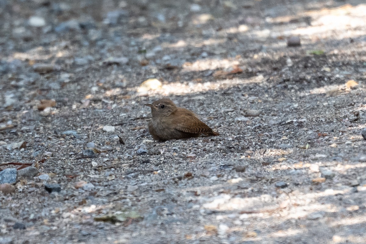 Troglodyte mignon - ML638293080