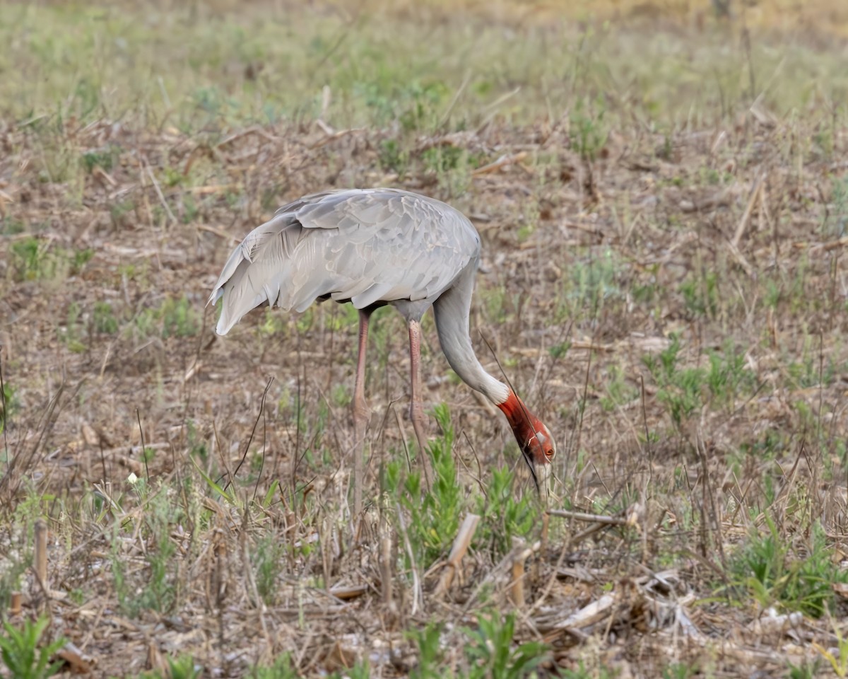 Sarus Crane - ML638293081