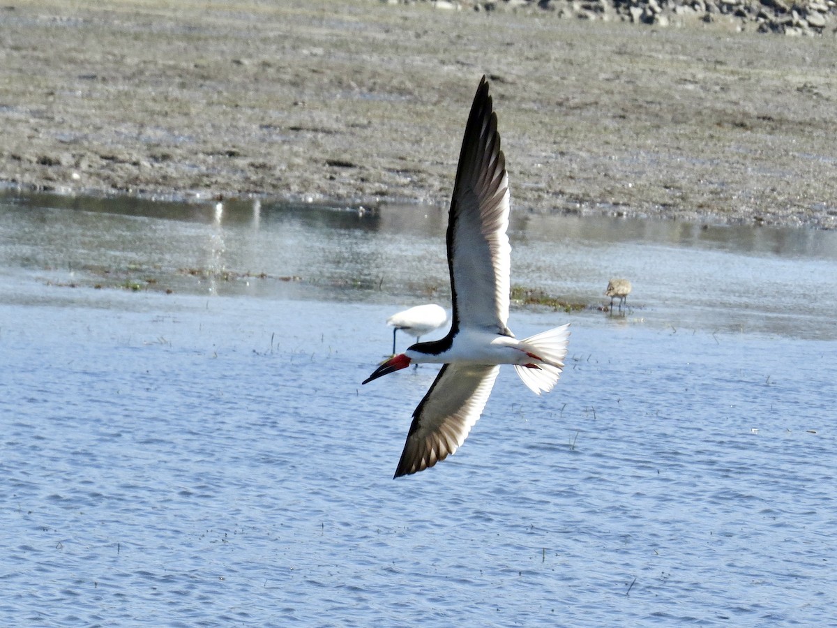Black Skimmer (niger) - ML638293082
