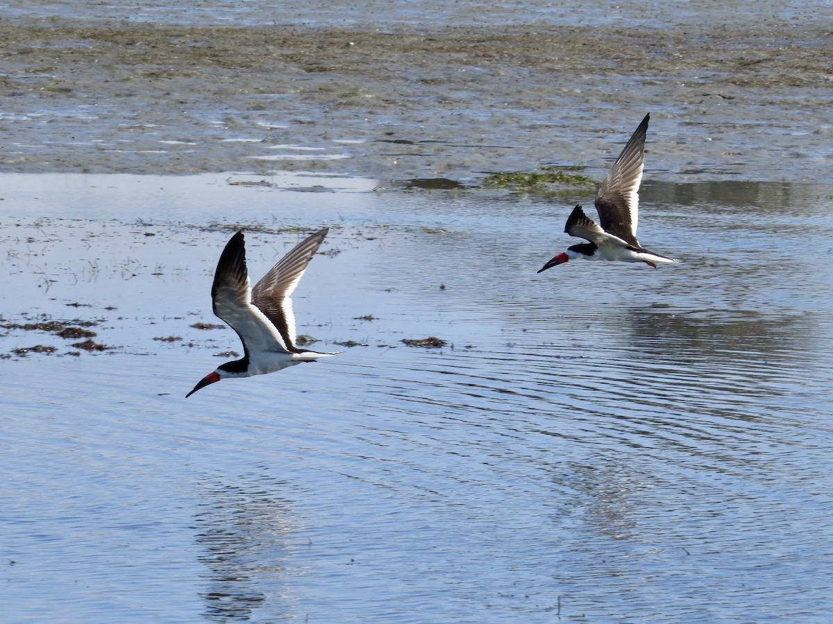 Black Skimmer (niger) - ML638293083