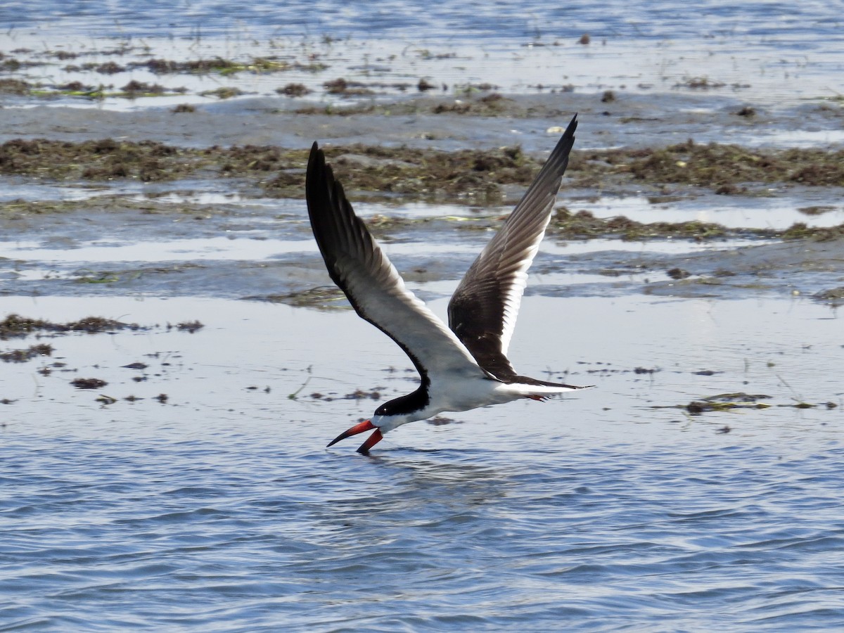 Black Skimmer (niger) - ML638293084