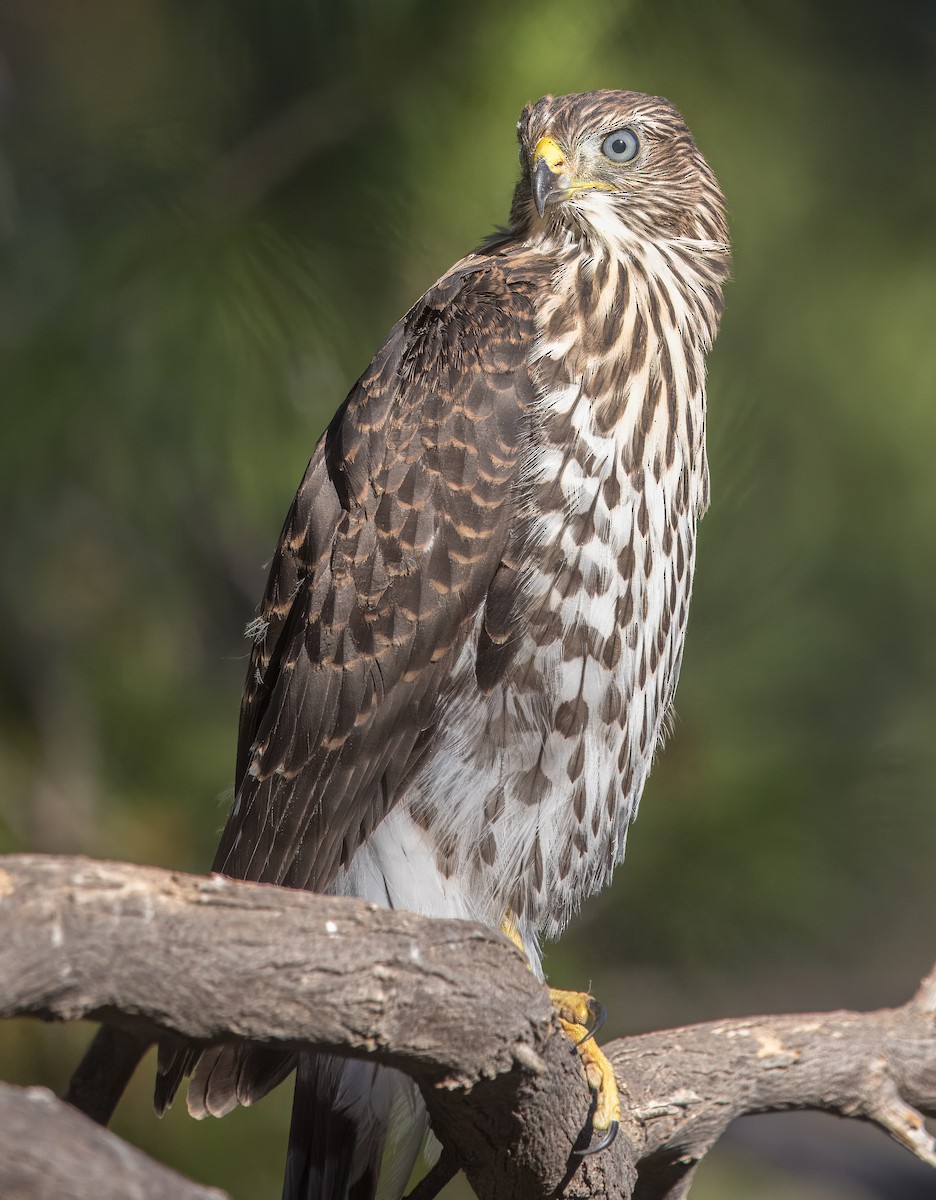 Cooper's Hawk - ML638293088
