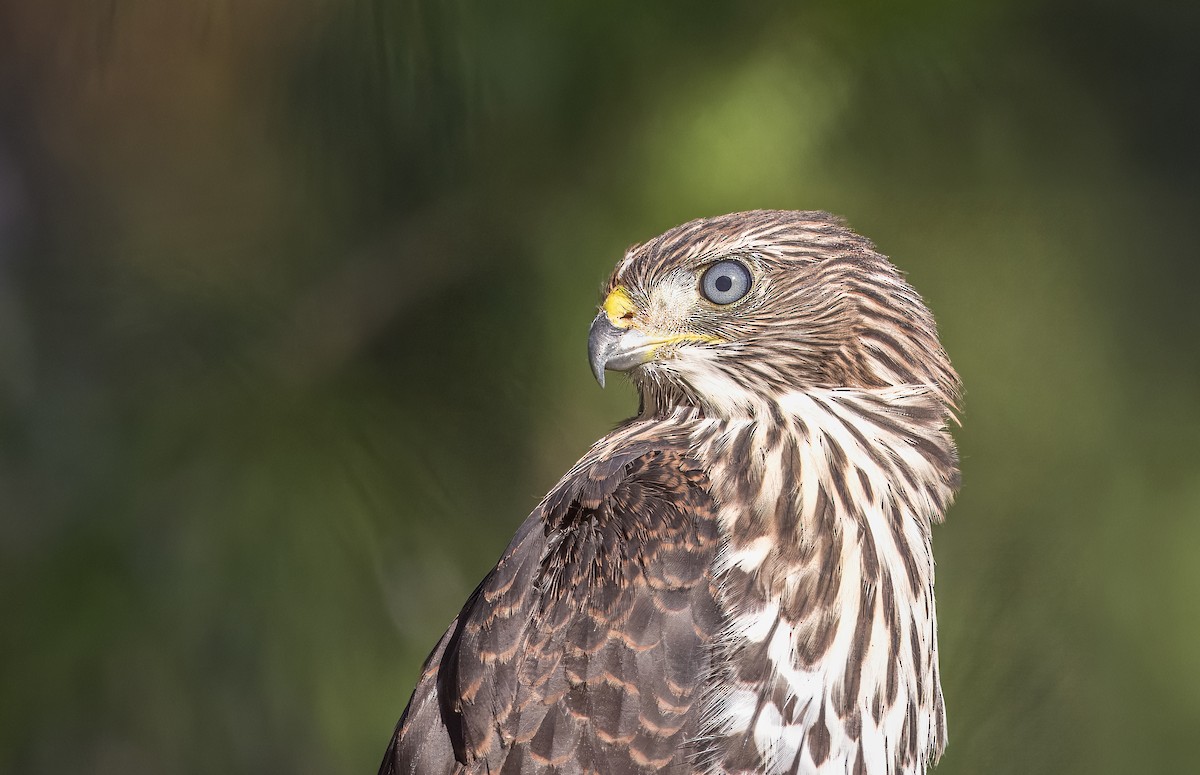 Cooper's Hawk - ML638293089