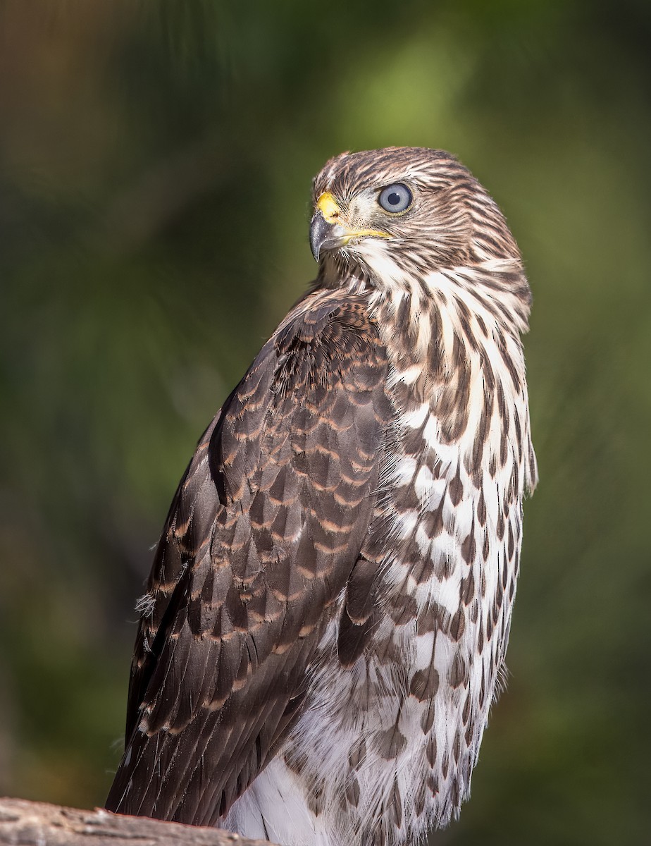 Cooper's Hawk - ML638293090
