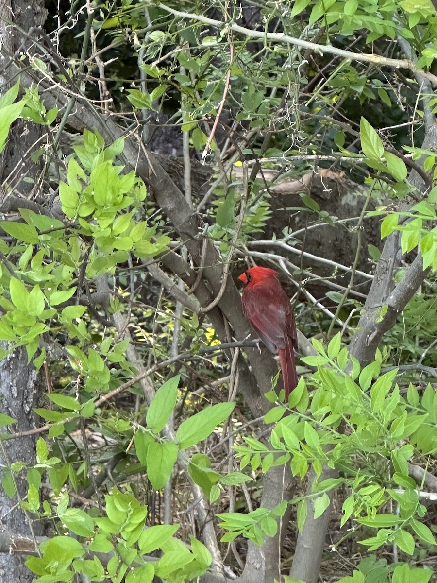 Northern Cardinal - ML638293091