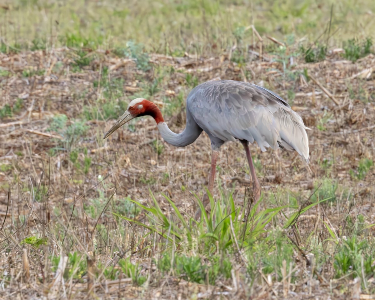 Sarus Crane - ML638293092