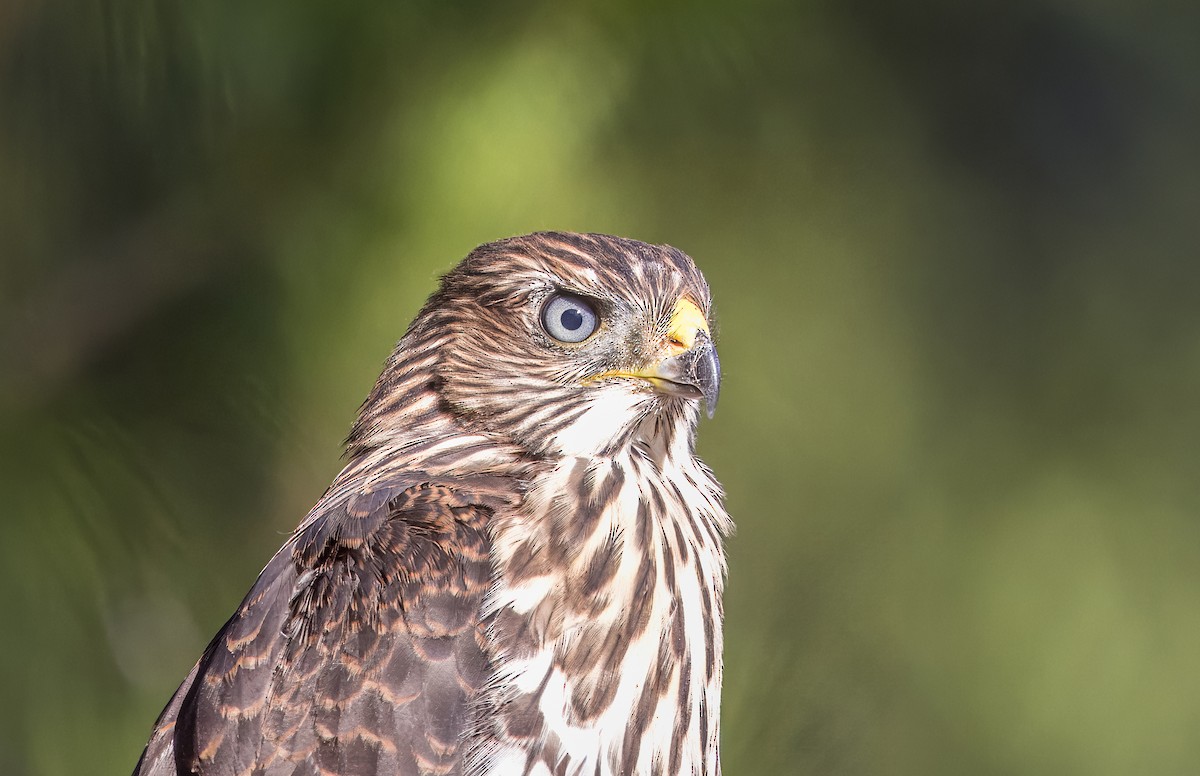 Cooper's Hawk - ML638293093