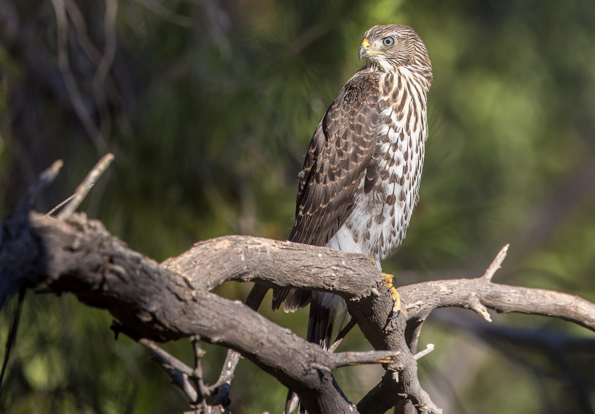 Cooper's Hawk - ML638293094