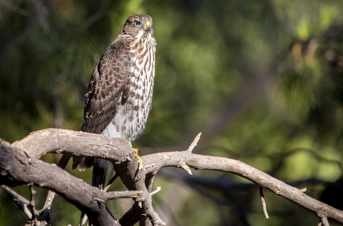 Cooper's Hawk - ML638293095