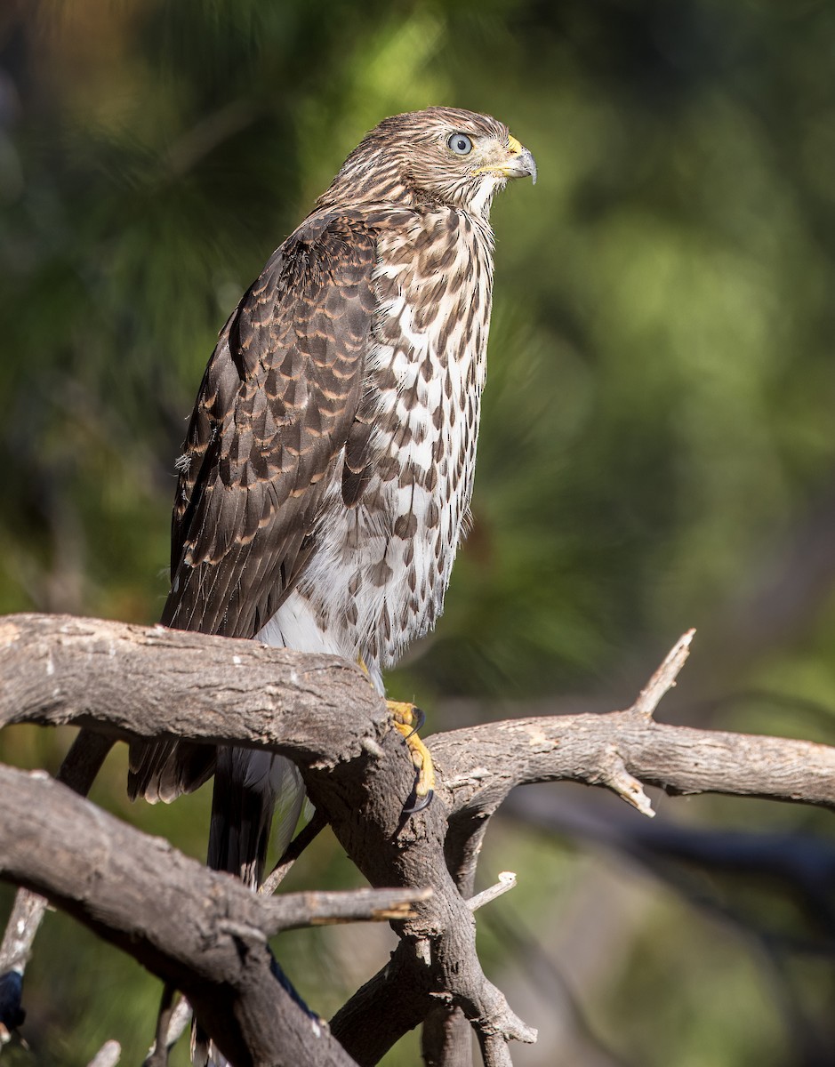 Cooper's Hawk - ML638293096