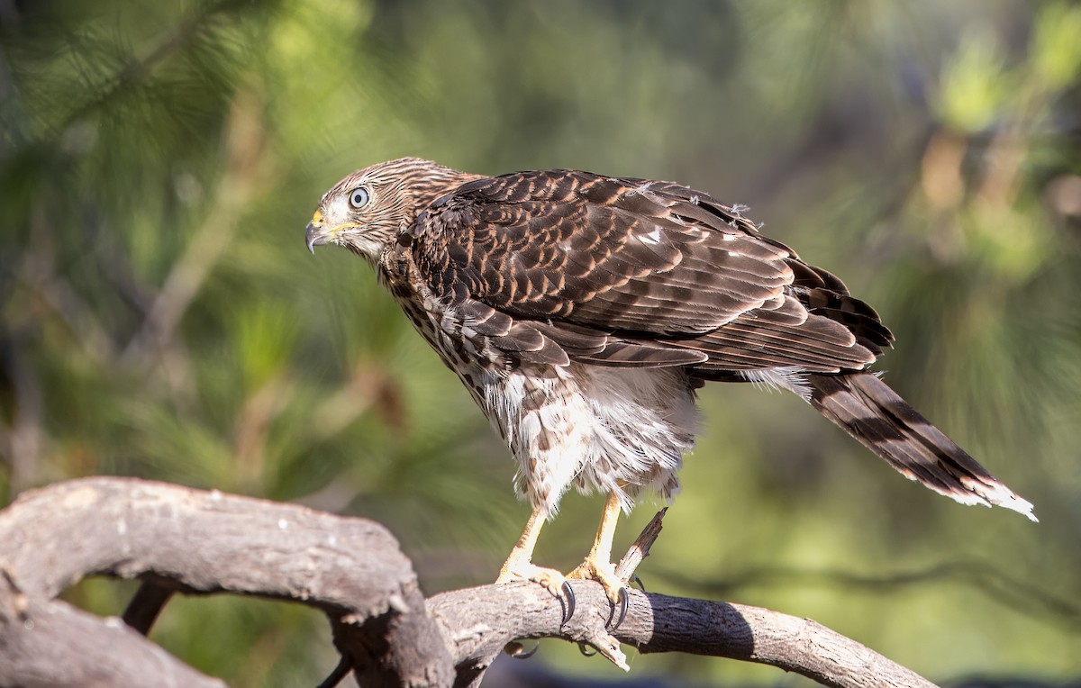 Cooper's Hawk - ML638293098