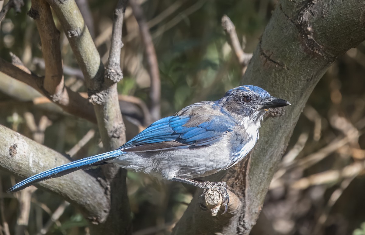 California Scrub-Jay - ML638293104