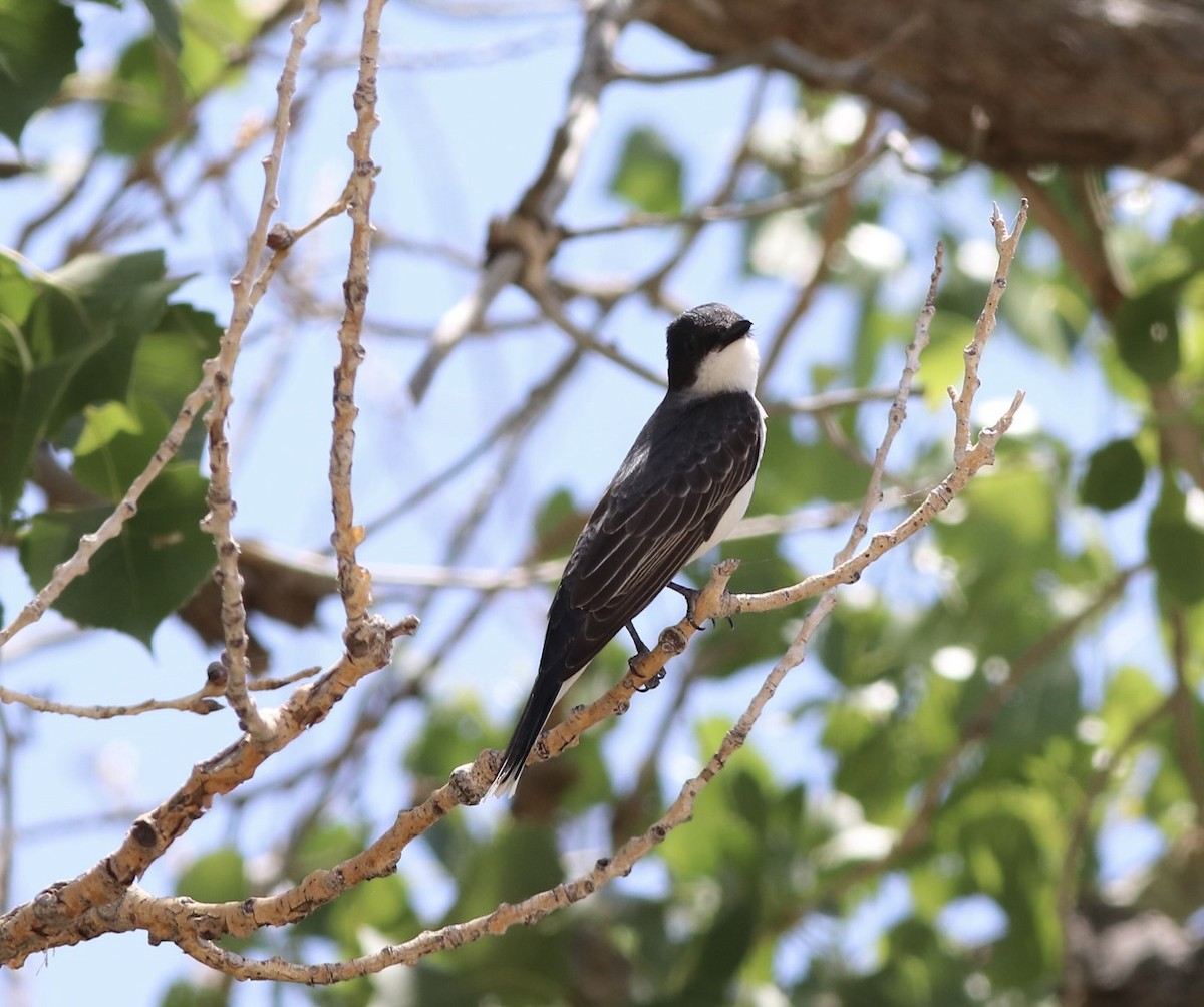 Eastern Kingbird - ML638293106